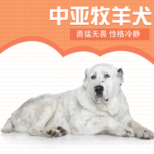 纯种血统中亚牧羊犬活体家养活体宠物狗护卫犬狗活体大型犬猎犬