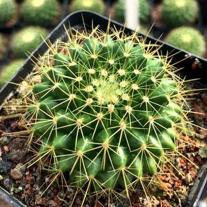 九零后 多肉植物仙人球批 发【金洋丸】金阳王仙人掌实生苗小苗