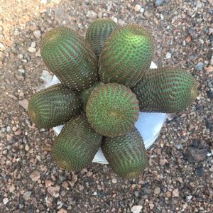 仙人球【黑斜子】会开花的植物室内阳台办公桌防辐射绿植大颗好养