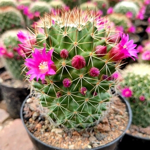 仙人球 红花锦王 开花超美 花苞超多 绯花杜威仙人球多肉植物包邮