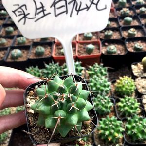 九零后多肉世界 肉肉植物盆栽 会开花的仙人球 实生仙人球白龙王