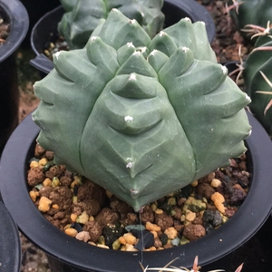 籽播实生仙人球 进口龟甲鸾凤玉 现场一物一拍自由挑选室内外好养