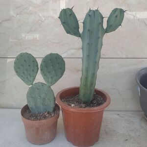 九零后龙神木多头仙人柱多肉植物仙人掌一物一拍美观趣味室内盆栽