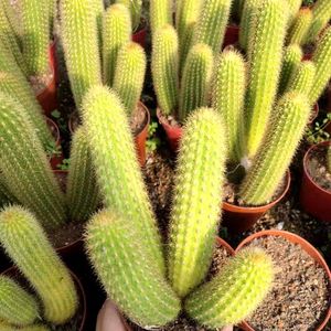 黄金条金玉兔猴尾柱形仙人柱室内美观易养开大花盆栽耐干旱好搭配