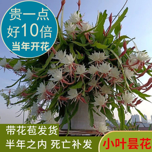 美国小叶昙花盆栽带花苞大苗室内外阳台庭院花卉四季易活垂吊绿植