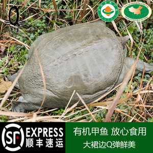 清溪花鳖野外放养5年甲鱼活体公甲鱼2-2.2斤鲜活团鱼水鱼王八老鳖