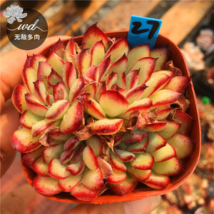灵影多肉