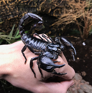 肥尾黑养殖红黄宠物优选现货爬虫蝎子帝王异宠活体雨林蝎温顺