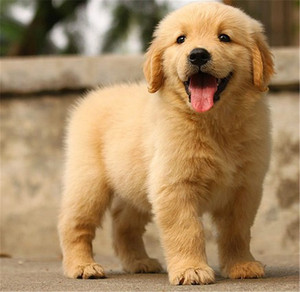 纯种金毛幼犬活体狗狗宠物狗金毛犬导盲犬大骨架金毛幼犬家养小狗