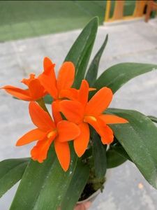 花时代 兰花 卡特兰 金满意 橙色 2.8寸/3.5寸规格随机成熟苗包邮