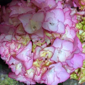 花都之韵 新品日本原版万结珠绣球花苗庭院盆栽绿植绣球花