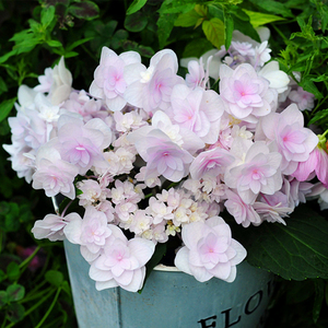 绣球花苗星花火新品紫阳花八仙花盆栽地栽花卉阳台庭院花