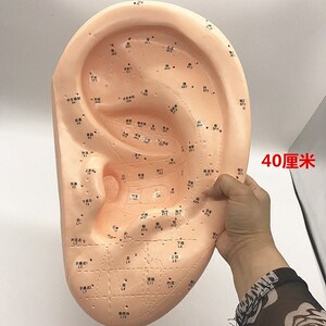 伟叶针灸耳部按摩模型耳穴反射区按摩图40cm耳朵模型大号教学穴位