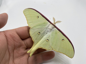 短尾大蚕蛾 大蚕蛾 天蚕蛾幼虫爬宠昆虫标本 蚕蛹 爬虫