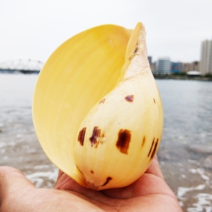 【海螺壳花盆装饰】海螺壳花盆装饰品牌,价格 阿里巴巴