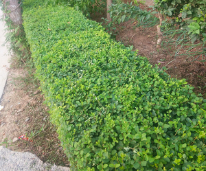 24 199人付款  淘宝 女贞苗庭院绿篱围墙小叶女贞苗四季长青绿化青叶