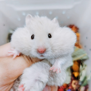 直播间专拍富养长毛珍珠熊西施熊金丝熊活物健康包活免邮不退不换