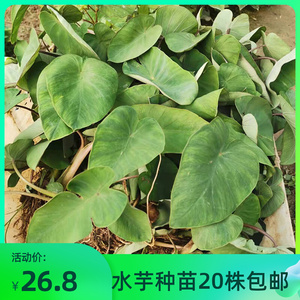 水芋头种苗重庆农家现挖紫色杆芋儿种子20棵50毛芋子嫩苗芋仔