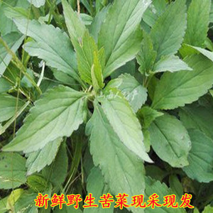 重庆山区荒地自然生长苦菜苦斋公苦麻菜败酱草新鲜现采野菜2斤