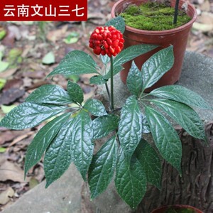 三七盆栽云南文山土三七苗田七苗盆栽田七种植苗中草药客厅盆栽