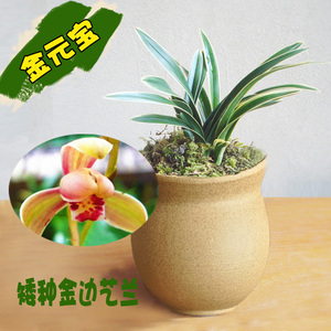 精品兰花 超花卉绿植精品建兰 金元宝 金边矮种线艺兰花草