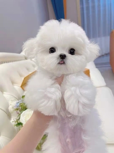 纯种飞耳比熊幼犬法国卷毛幼崽宠物狗狗活体茶杯小体