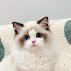 纯种布偶猫幼崽网红宠物活体蓝双海双重点双色奶猫自家可爱小猫咪