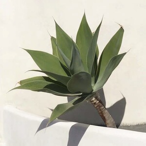 北欧风狐尾翡翠盘植物龙舌兰多年生常绿植物初绿景观设计大型绿植