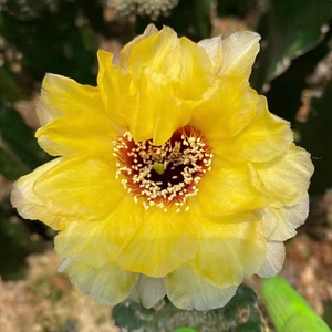 黑喉黄花丽花仙人球