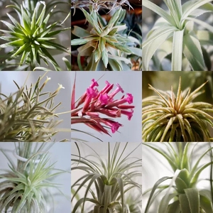 潜龙未出淘宝漆包铝线手工盆景树造型空气凤梨材料布偶娃娃钩帽兔