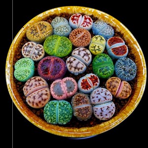 多肉植物生石花组合拼盘新手套装屁股花pp花石头花石生花肉肉