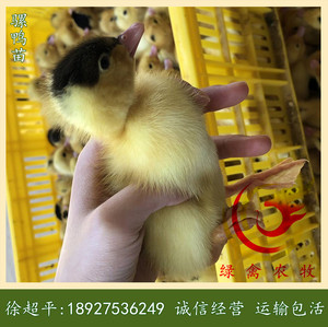 m18骡鸭苗-半番鸭苗-泥鸭苗-奥白星鸭苗-大种杂交鸭苗-60天7斤
