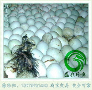 绿壳蛋蛋鸭苗
