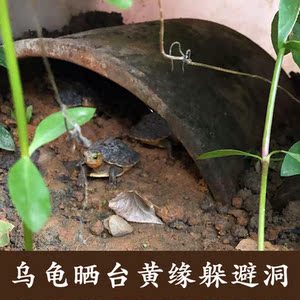 乌龟晒台黄缘龟躲避洞穴窝乌龟缸造景水陆巴西活体两用爬台晒背