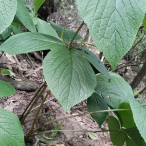 四块瓦中草药剪草四叶对四对草四大天王四儿风
