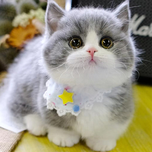 曼基康矮脚猫纯种幼猫蓝白乳白纯白活体宠物猫咪长毛拿破仑短腿猫