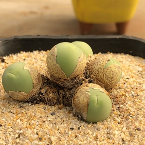 鸽子蛋多肉一物一拍