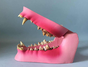 病态狗牙模型动物骨骼动物模型兽医教学教仪犬科教学宠物模型畜牧