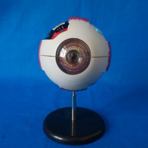 眼球模型眼睛结构解剖教具眼球标本6倍人体眼睛眼珠内部可拆