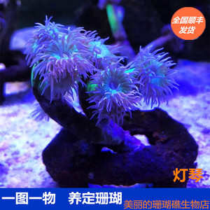 灯琴 珊瑚高脚澳洲活体海水观赏珊瑚高脚灯芹三头以上 可繁殖包活