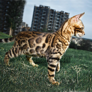 孟加拉豹猫纯种幼仔幼猫猫咪活物宠物猫幼崽玫瑰雪豹萨凡纳猫赛级