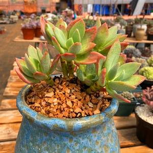 【花亦坊】芒果美人多肉植物奶酪美人系列状态老桩多肉一物一拍