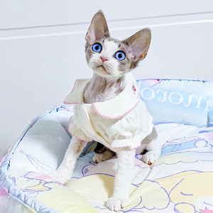 德文卷毛猫幼猫纯种塞尔凯克短毛猫咪活物宠物猫活体灰白蓝眼聪明