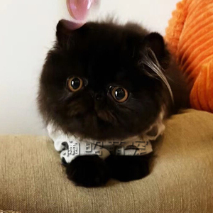 长毛加菲猫幼崽纯种大脸猫咪活物波斯猫幼猫活体漂亮宠物猫纯黑色