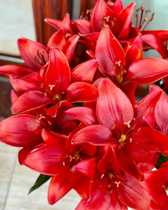 红宝石亚百合(花苞小无香味)_阿里巴巴找货神器