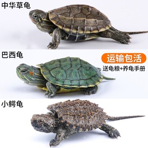 淡水宠物小乌龟活物中华草龟鳄龟苗幼崽龟陆龟龟