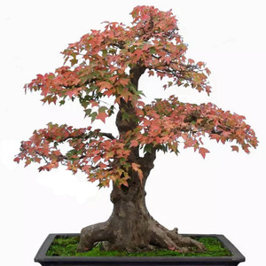 新h角枫盆老树新桩景树桩室内阳台庭院盆栽枫香红枫树桩盆景特.