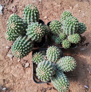 仙人球七巧柱打包出落地木心根处理60元包邮