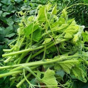 新鲜南瓜藤叶尖3斤农户自种现摘时令蔬菜南瓜梗南瓜叶包邮