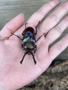【2egg】彩虹锹甲 成虫 紫蓝绿红黑色(独角仙锹甲兜虫花金龟)